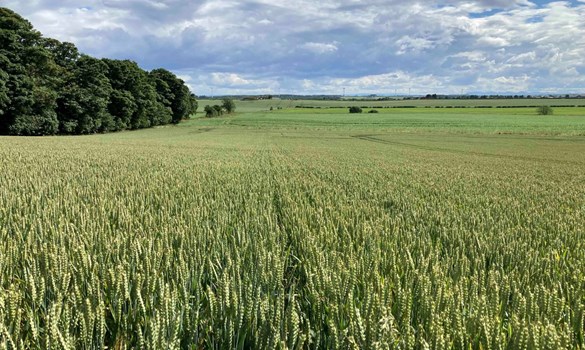 Field of wheat June 22, Balbirnie Home Farms